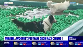 Woofest: un festival dédié uniquement aux chiens à Miribel Jonage