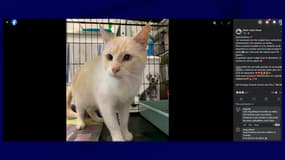 Le chat Scooby retrouvé à l'île d'Oléron lundi 28 octobre 2024, trois mois après sa disparition.