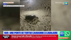 Var : une ponte de tortue caouanne à Cavalaire 