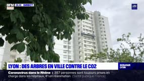 Lyon: des arbres en ville pour lutter contre les émissions de CO2