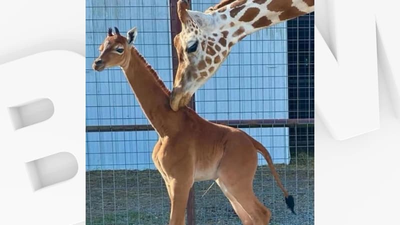 Une girafe est née sans tache le 31 juillet 2023 dans un zoo américain
