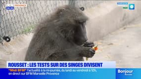 Rousset : les expériences scientifiques en laboratoire sur des singes divisent