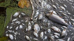 Des poissons morts sur les rives du fleuve Oder à Schwedt, en Allemagne, 12 août 2022. (Illustration)