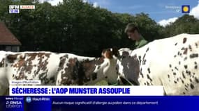 Alsace: l'AOP Munster assouplie en raison de la sécheresse