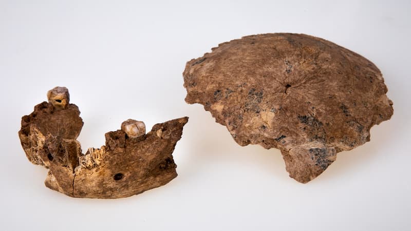 L'Homo Nesher Ramla, une nouvelle espèce préhistorique, a été découvert en Israël.