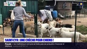 Métropole de Lyon: une crèche pour faire garder ses chiens 