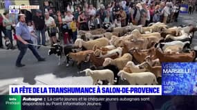 Bouches-du-Rhône: retour de la Fête de la transhumance à Salon-de-Provence