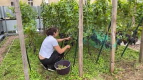 Un vignoble installé sur les toits de Paris