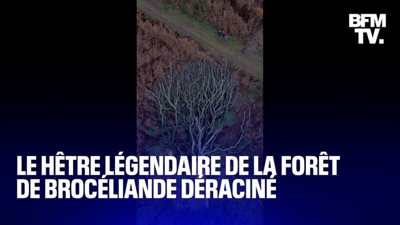 TANGUY DE BFM - Que va devenir le hêtre légendaire de la forêt de Brocéliande, déraciné par le vent?