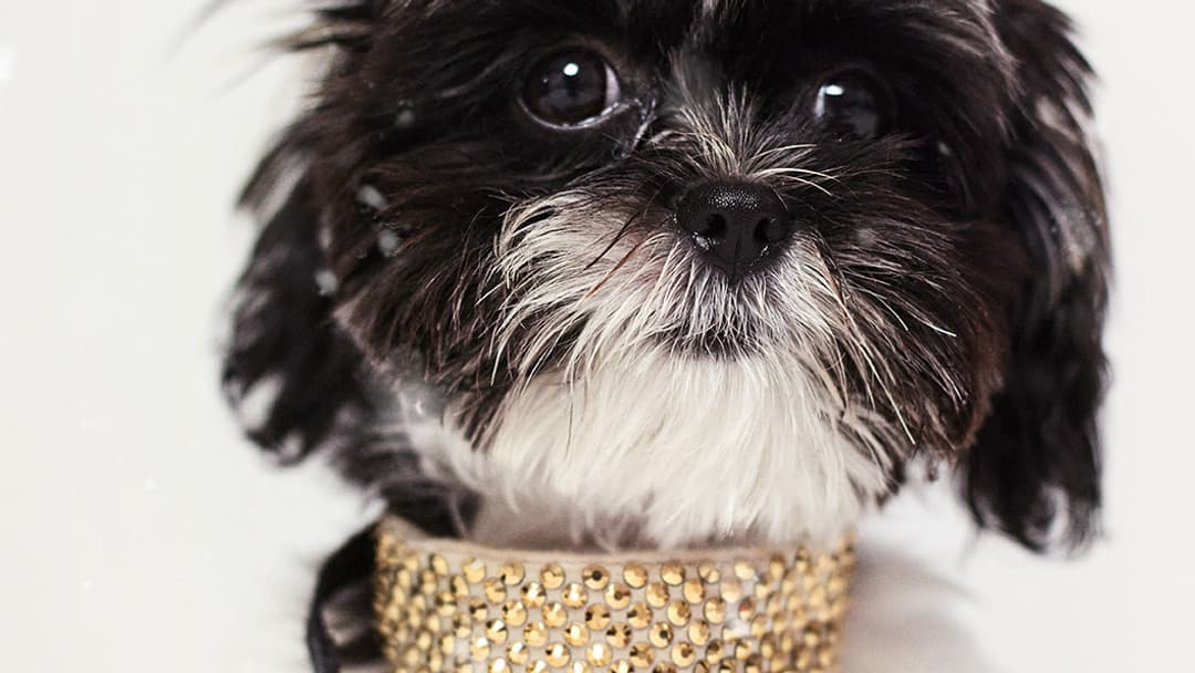 Collier en satin orné de strass Prada 