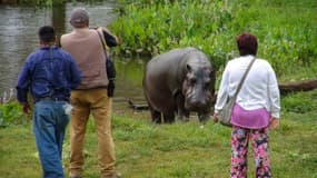 Des curieux s'approchent de l'hippopotame Tyson, découvert vivant près d'une rivière de l'état de Veracruz (Mexique). Le 14 mars 2018.