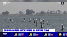 Grippe aviaire: hécatombe au platier d'Oye
