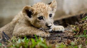 Bantu, un lionceau de deux mois né en captivité au zoo de Cali au sud de Medellin en Colombie, le 25 octobre 2012