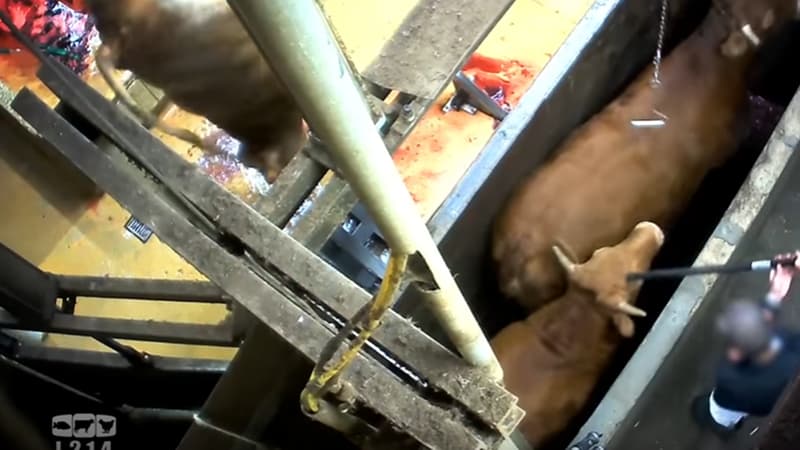 Capture d'écran de la vidéo de L214.