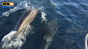 Ils rencontrent des dauphins, une baleine et un phoque en moins de 2 minutes 