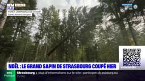 Noël: le grand sapin de Noël de Strasbourg coupé lundi