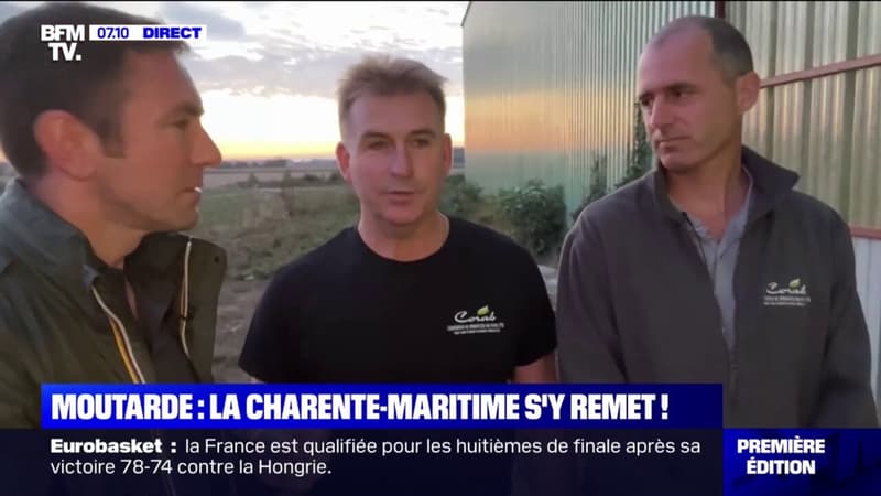 La Charente-Maritime se met à produire de la graine de moutarde