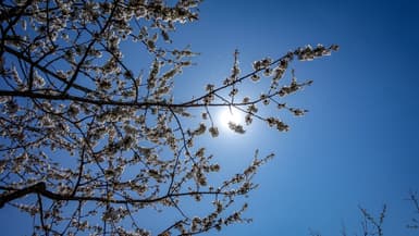 Image d'un arbre