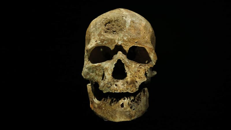 L'authentique crâne de Cro-Magnon, exposé au musée de l'Homme.