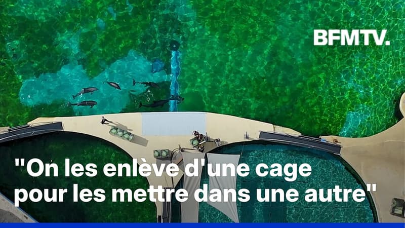 Le sort des orques de Marineland toujours incertain alors que des dauphins iront au ZooParc de Beauval