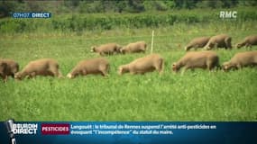 Face aux attaques de loups contre leurs troupeaux, des éleveurs demandent au gouvernement l'autorisation de procéder à des tirs de défense