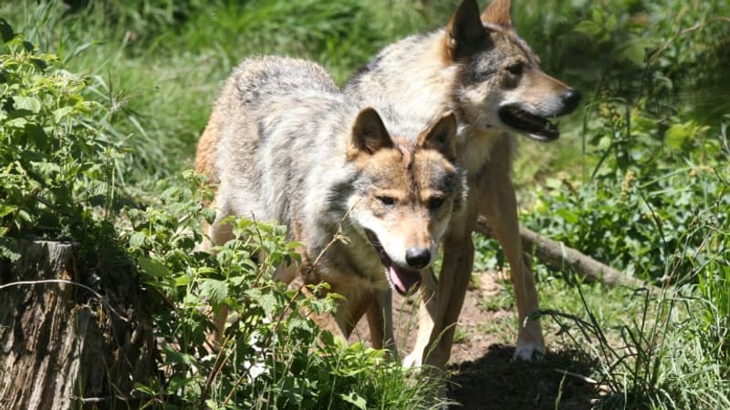INFO BFM LYON. Huit brebis tuées lors d'une attaque de loups dans le Rhône, l'inquiétude s'installe chez les éleveurs