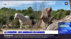 Var: l'association Tanka cherche des fonds pour sauver ses animaux en danger