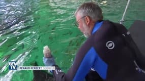 Avec ses requins et raies mantas, l'aquarium de Nausicaá fascine petits et grands