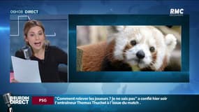 "Mushu", le panda roux fugueur d'un zoo auvergnat a été retrouvé