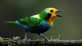 Un oiseau de la forêt de San Antonio, près de Cali, le 11 février 2022 en Colombie