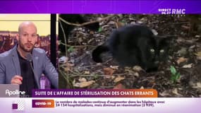 Stérilisation des chats