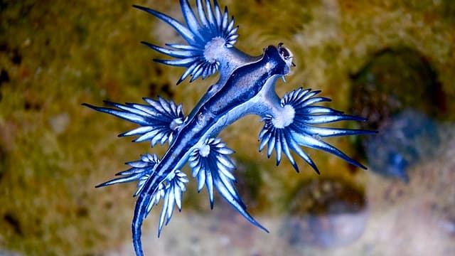 Connu sous le nom de dragon bleu des mers, le glaucus atlanticus flotte à la surface des eaux parmi le neuston.