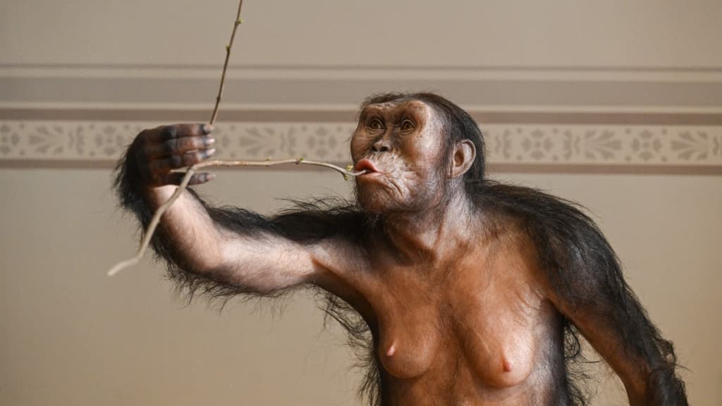 Une reconstruction de l'australopithèque Lucy exposée au Musée national de Prague, le 4 février 2025, en marge d'une conférence de presse.