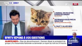 Puis-je aller récupérer un chat dans un refuge ? 