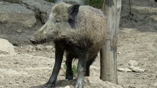 Le sanglier a réussi à échapper à la police, lancée à sa poursuite (photo d'illustration)