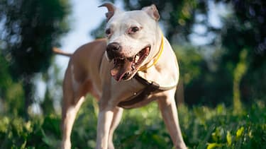 Le pitbull s'en est pris à quatre enfants au total, avant d'être attrapé et amené en fourrière. (photo d'illustration)