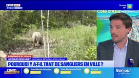 "BFM Nice et vous" : Pourquoi autant de sangliers en ville ? 