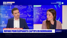 Normandie: un refuge pour les éléphants captifs