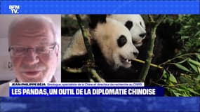 Les pandas, un outil de la diplomatie chinoise - 01/08