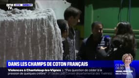 L'unique exploitation de coton de France se trouve à Montréal-du-Gers