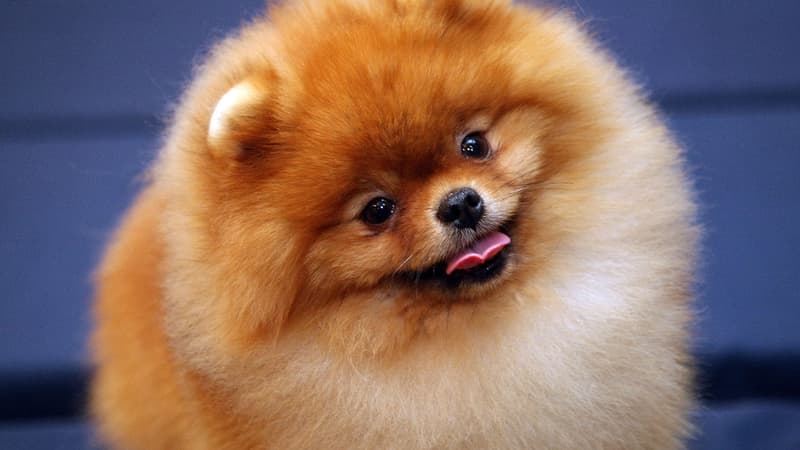 Un spitz nain participant à un concours canin à New York le 5 février 2009.