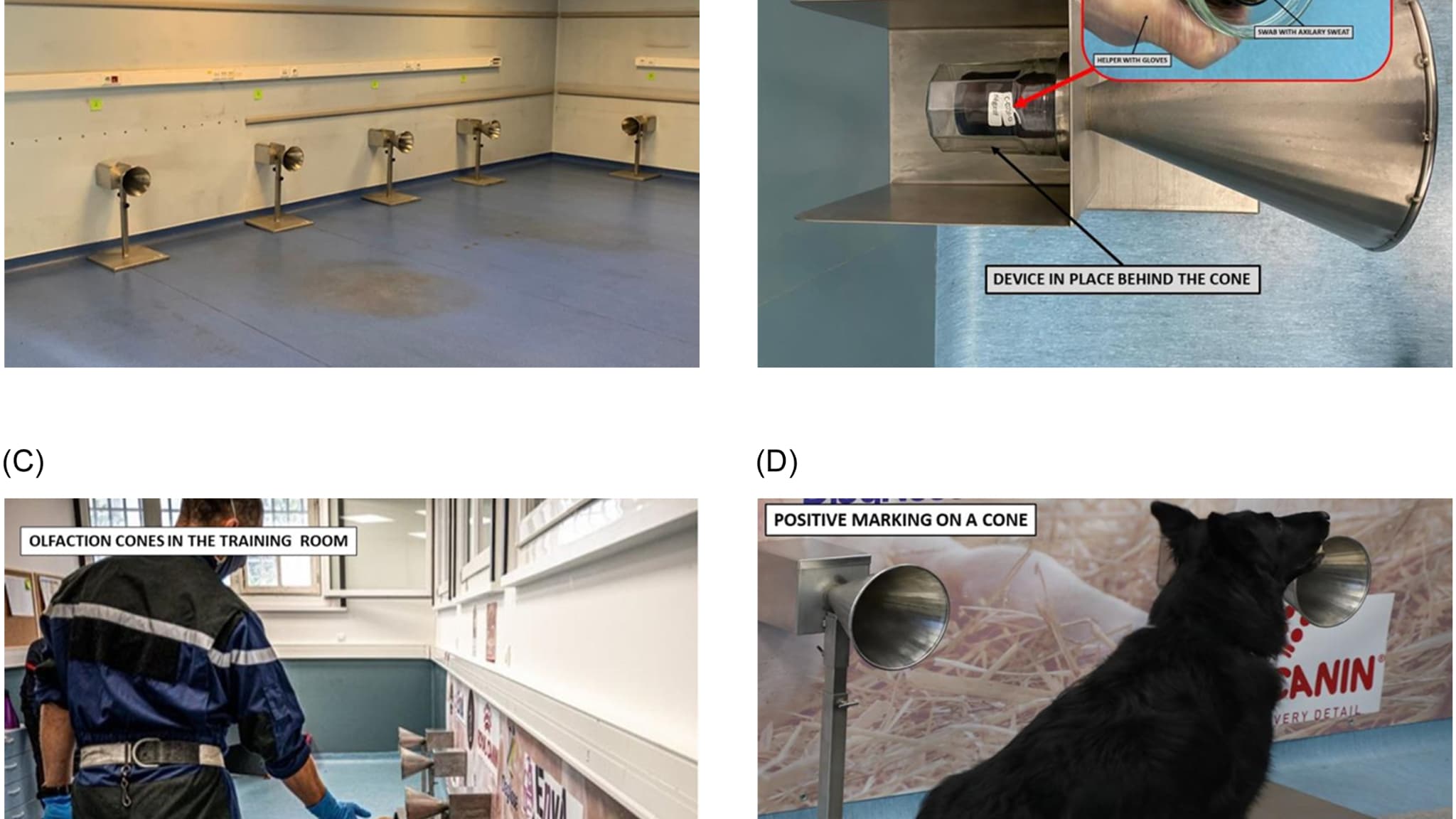 Une salle de tests olfactifs Covid-19 pour les chiens Une salle de tests olfactifs Covid-19 pour les chiens