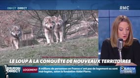Objectif Terre : Le loup à la conquête de nouveaux territoires - 30/01