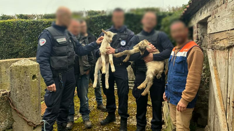 Un homme retrouve une poule, un coq et deux chèvres dans son véhicule à Wimille, dans le Pas-de-Calais