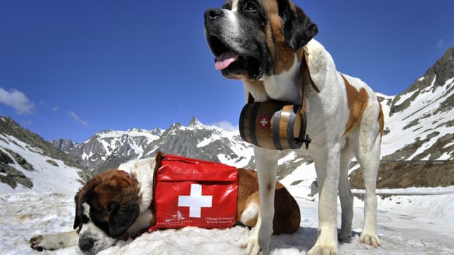 Un saint-bernard portant un tonneau d'alcool autour du cou (illustration)