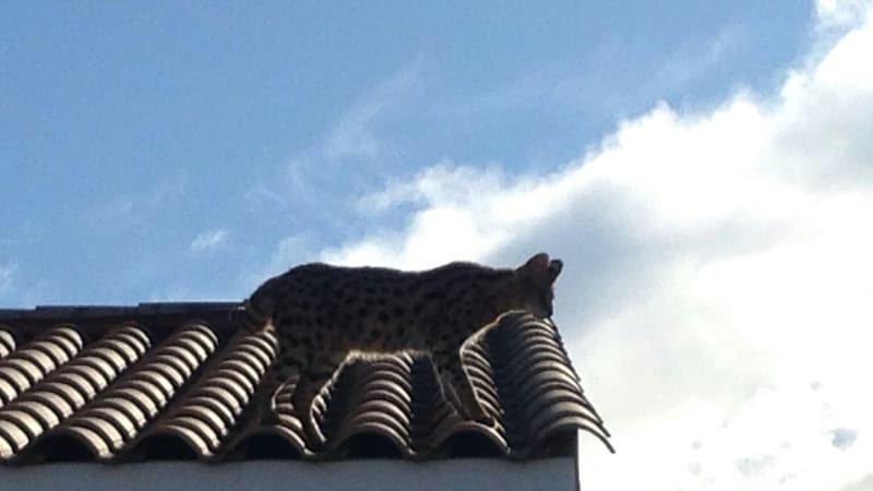 Le chat confondu avec un léopard