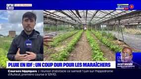 Pluie en Île-de-France: un coup dur pour les maraîchers