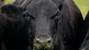 Une vache Angus