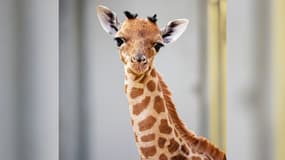 Photo de la femelle girafon du Kordofan, née le 12 septembre 2025 au Parc zoologique de Paris.  
