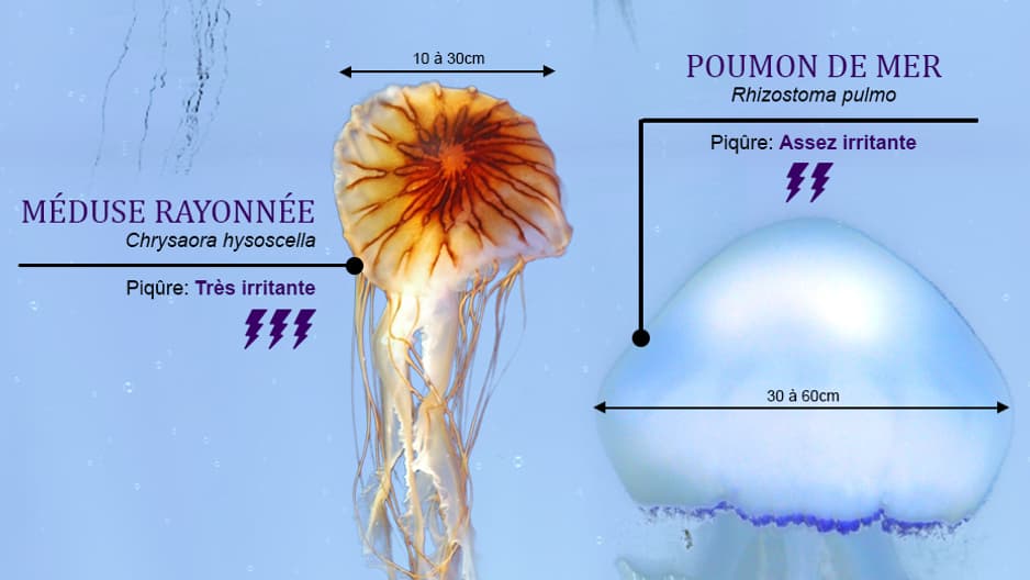 infog méduses infog méduses